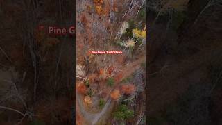 AUTUMN FALL SCENERY🍁Pine Grove Forestry Trail🌳🍂🍁 [upl. by Ibed]