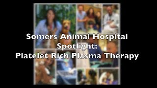 Platelet Rich Plasma Therapy for Pets [upl. by Drews]