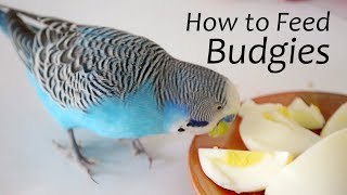 How to Feed Budgies  Choosing the Right Foods  ReEdit [upl. by Nirac]