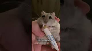 Hamster Lucu amp Funny Hamsters Videos Complication 1 [upl. by Ellehcan]