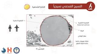 النسيج الشحمي الدهني Adipose Tissue [upl. by Busch175]