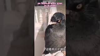 अद्भुत पक्षी जो गाता है कविता bird viral latest shorts chaina japan reel [upl. by Letnahs]