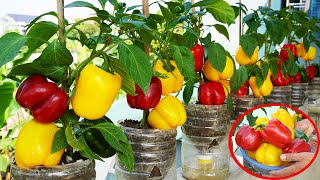 SHOCKING Way to Grow Bell Peppers Will Blow Your Mind [upl. by Aivitnahs161]