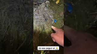 Olha oq estava escondido de baixo dessa raiz pescar traira fishing pescador peixe [upl. by Ramal]