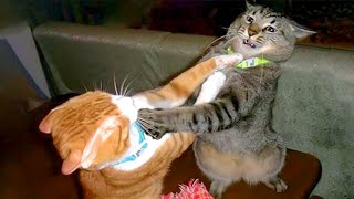 The Most DRAMATIC CATS moments ever 😂 Funny Cat Videos 2024😹 [upl. by Mosenthal]