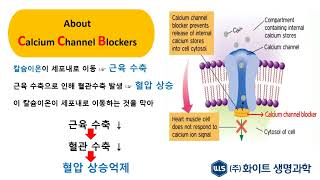 고혈압치료제칼슘길항제주화이트생명과학 [upl. by Sharleen]