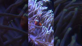 Anemones and Clownfish learn anemones clownfish aquaticlife dallasaquarium [upl. by Doowron]