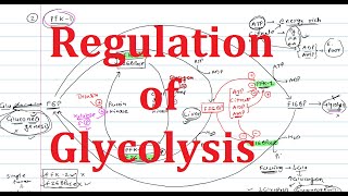 5 Glycolysis Regulation  Explained Simply  Hexokinase Phosphofructokinase PFK Pyruvate Kinase [upl. by Jarlathus]