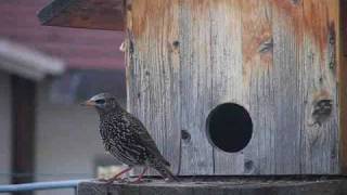 Birdgarden Il nido dello Storno [upl. by Shivers]