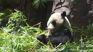 Return of the Pandas at the San Diego Zoo [upl. by Nnewg102]