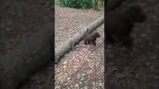 Woodland walking puppy cockerpoo short dogvlogger [upl. by Halima]