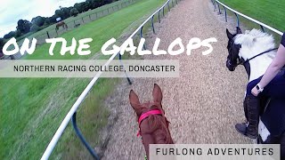 Galloping My Thoroughbred ExRacehorse [upl. by Arrak]