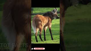 Strange Creature ll Rare Animal ll Maned Wolf ll మాన్డ్ వూల్ఫ్ ll Telugu Facts ll TOT FACTS [upl. by Waite]