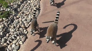 Lemur walkthrough habitat  Madagascar zone  Chester Zoo [upl. by Yojal425]