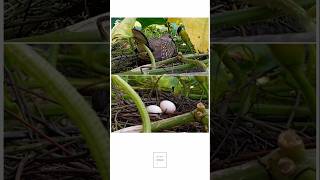 Doves are laying eggs ঘুঘু পাখির ডিমপাড়ার সময়🐣🐣Evergreenbd3579 [upl. by Daile]