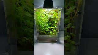 Nano Paludarium terrarium aquarium aquascape paludarium plantedtank plants vivarium fish [upl. by Novyart543]