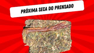 A próxima seca do prensado está chegando [upl. by Aerua]