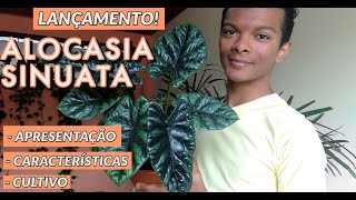 Alocasia Sinuata  lançamento Conheça as principais características e saiba como cultivar [upl. by Nehemiah177]