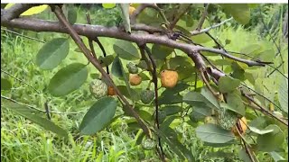 Annona SenegalensisAfrican wild custard apple [upl. by Eseuqram173]