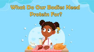 What Do Our Bodies Need Protein For  Science Facts For Kids  Biology for Kids  The Human Body [upl. by Mcadams]