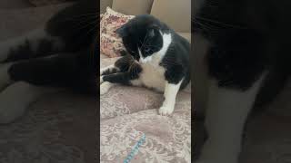 Tuxedo Katze 🐈‍⬛ viralshorts catpetscutecat [upl. by Ayrb]