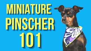 Miniature Pinscher – Dogs 101 [upl. by Gussi]