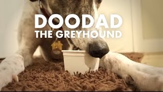 Doodad Doing What Greyhounds Do [upl. by Elvira882]