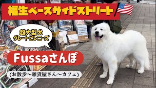 【愛犬とおでかけ】超大型犬グレートピレニーズと福生ベースサイドストリート散歩🐻‍❄️🇺🇸 [upl. by Yrtneg554]