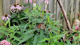 monarch butterfly laying eggs [upl. by Coshow965]