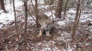 Trailcam Bobcat [upl. by Nnyrat420]