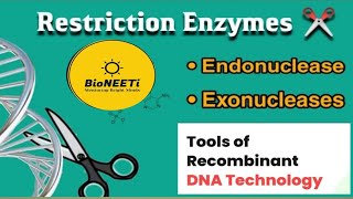 Biotechnology Principles amp Processes Restriction Enzymes  Tools Of rDNA Technology [upl. by Ellesor]