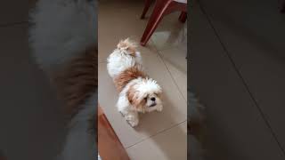 Dog barking  shih Tzu puppies barking shorts [upl. by Farhsa]