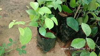 Medicinal Plant Uncaria tomentosa known as Cats claw or uña de gato in Spanish [upl. by Narmis]