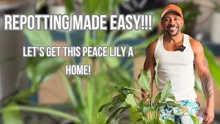 Repotting Made Easy Getting This Spathiphyllum A New Home  Care Tips [upl. by Neerol]