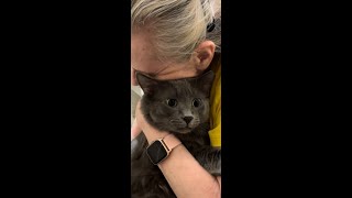 Cujo Almost Too Much catpetting russianblue Cats Can Get Over Stimulated Learn Your Cats Limits [upl. by Aneroc]