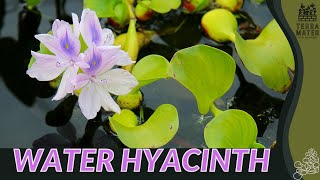 WATER HYACINTH Information Description amp More Eichhornia crassipes [upl. by Waldos]