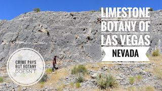 Vegas Limestone Botany [upl. by Allets397]