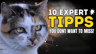 10 Tips from Cat Behavior Experts You Need To Know [upl. by Walls764]