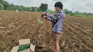 Pagtatanim ng 500 puno ng Papaya sa Maisan [upl. by Eirrab]