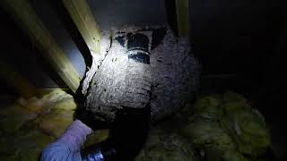 Beast Wasps Nest in the Loft [upl. by Burnard]