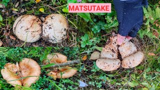 ANLALAKING MATSUTAKE GRABEHHHFINLAND FOREST [upl. by Bron376]