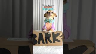 Unboxing my✨BARK BOX✨shorts short dog dogs unboxing cute cutedog ytshorts youtube ytshort [upl. by Enyedy376]