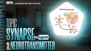 Synapse  Neurotransmitters  Classification of synapse  Nervous system [upl. by Caye]