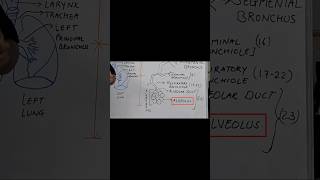 Respiratory Zone medicine medical physiology lungs [upl. by Teddie]