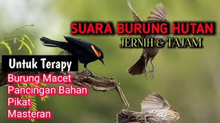 SUARA BURUNG DI HUTAN UNTUK BURUNG MACET MALAS BUNYI  kombinasi semua suara burung [upl. by Eita]