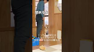 爆笑‼️見捨てられるのは嫌🐶こっちの部屋には行きたくない 犬 柴犬 かわいい犬 おもしろ 面白い 犬のいる暮らし [upl. by Sophy]