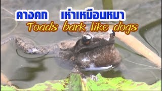 จริงดิ  คางคก เห่าเหมือนหมา Toads bark like dogs [upl. by Hendrick]