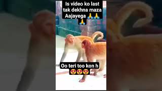 ye kya kar rha h mandar 😍😍mankey shortvideo funny comedy comedyfilms duet funnycomedy facts [upl. by Enilrac]