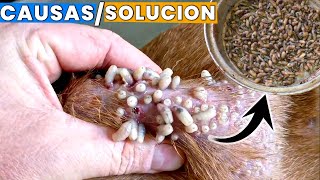 larvas o gusanos en perros  causas y soluciones [upl. by Elliot]