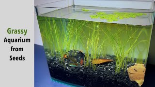 Growing dwarf hair grass from seeds for aquarium [upl. by Nytsirhc22]